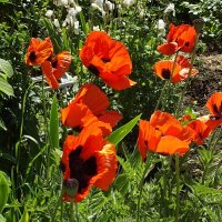 Маки :: Freddy 97