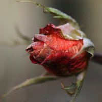 Роза в инее :: Татьяна Салиева