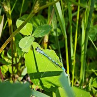 Стрекоза :: Александр 