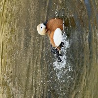 Плещется, как… утка! :: Pippa 