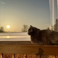 Которелакс. :: Pippa 