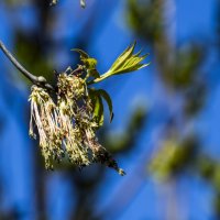 Б/Н :: Николай 