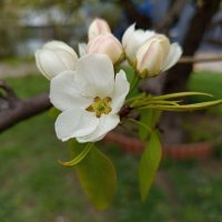 "Им время цвесть, а мне тлести" :: Андрей Лукьянов