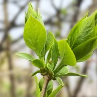 ***листва молодая*** :: Olga Oskolkova