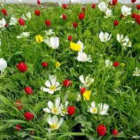 Весна продолжается! :: Нина Бутко