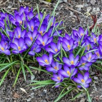 Весна пришла... :: Валентина *