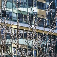 Верба цветёт :: Валентина *