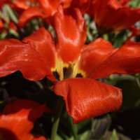 Тюльпан, под  жарким солнцем...апреля... :: Галина 