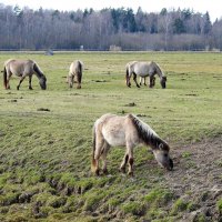 ДИКИЕ ЛОШАДИ :: ИННА ПОРОХОВА