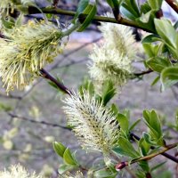 Природа в апреле :: Наталья Герасимова