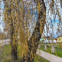 Березовая аллея весной :: Елена Сухорученкова