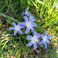 Хионодокса :: Сапсан 