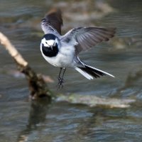 Трясогузка :: Владимир Безбородов