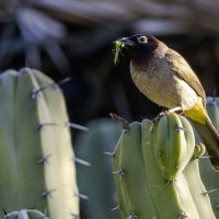 Желтогузый бюльбюль. :: Alexander Amromin