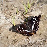 Бабочка :: Александр 