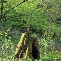 СТАРЫЙ ПЕНЬ :: Tata Wolf