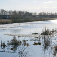 Весна в контровом свете. :: сергей ермошкин