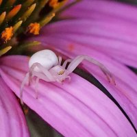 Макро мир... :: Николай Саржанов