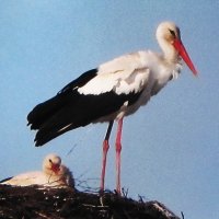 Аисты в гнезде :: Людмила Смородинская