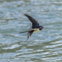 ласточка деревенская. :: юрий макаров