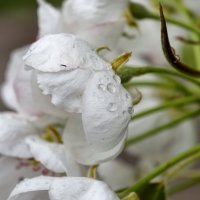 Нежное соцветие яблони :: Мариша Тим