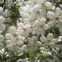 В месяце мае :: Елена Семигина