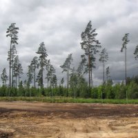 Севернее местечка Хальшё (Hallsjö) :: Александр Ильчевский 