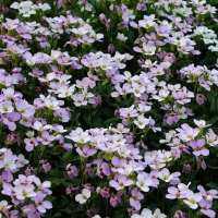 Арабис :: Рита Симонова