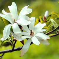 Магнолия :: ZNatasha -