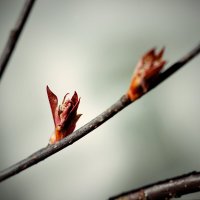 Растительная жизнь. Весна :: Андрей Литов