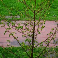 дождь1 :: Александр Лычагин