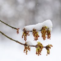 Снег на распускающейся ветке :: Александр Синдерёв