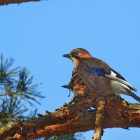 сойка :: ИННА ПОРОХОВА