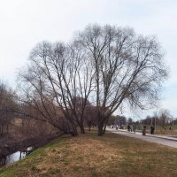 Муринский парк. СПб. :: Лилия *