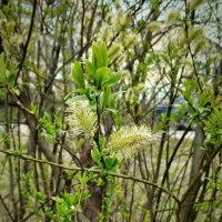 Природа в апреле :: Наталья Герасимова