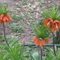 Рябчик императорский :: Дмитрий Никитин