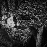 находка в лесу :: Артём Евтюхов