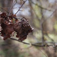 прошлогодние листья дуба :: Артём Евтюхов
