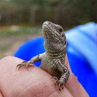 Да! Я Ящер! :: Дмитрий П