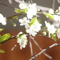 Пора цветения :: олег свирский 