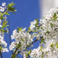 Пора цветения :: олег свирский 