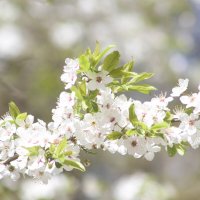 Пора цветения :: олег свирский 