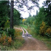 Лесная дорога :: Валентин Кузьмин