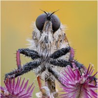 Ктырь.Robber fly. :: Александр Григорьев