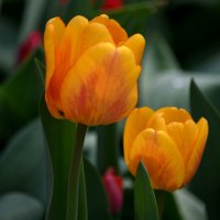 Жёлтые тюльпаны - вестники.... :: Татьяна Евдокимова