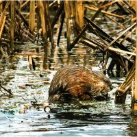 А кушать хочется всегда... :: Валентин Котляров
