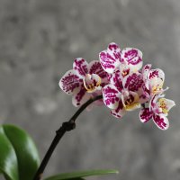 Моя коллекция орхидей :: Irene Irene