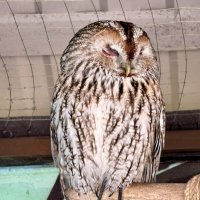 Птицы зоопарка :: Pippa 