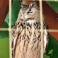 Птицы зоопарка :: Pippa 