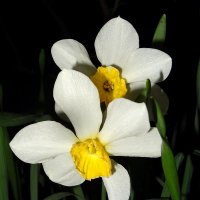 Нарциссы вечером :: Наталья ***